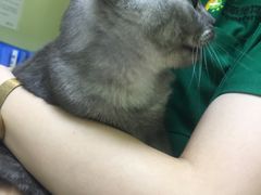-瑞鹏宠物医院·骨科·猫科·内科(第一中心)