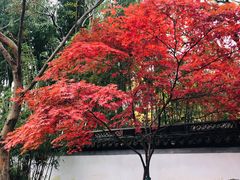 -秋霞圃