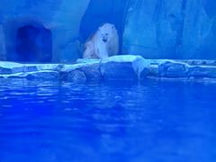 -上海海昌海洋公园-冰山北极馆