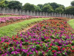 -松山湖梦幻百花洲