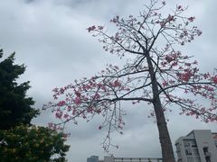 -华南师范大学(广州大学城校区)