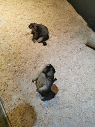 -酷嗒动物文化乐园(cutezoo西溪乐天城店)