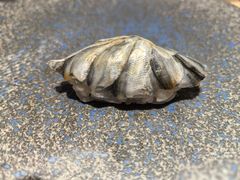 -镹·鱼料理  国产鱼使用店