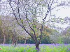 -上海滨江森林公园