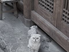 -和顺古镇