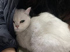 -天使宠物医院·犬猫分诊(彩虹店)