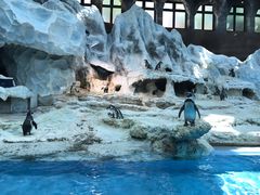 -帝企鹅自助餐厅•儿童岛•真企鹅(长隆企鹅酒店)