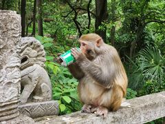 -黔灵山公园