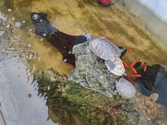 -华声天桥民俗文化园