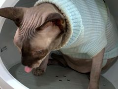-李小姐の猫咖啡馆(五角场店)