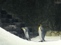 -悉尼海洋生物水族馆