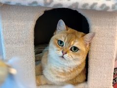 -猫咪派对(江南西店)