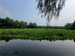 -东郊湿地公园