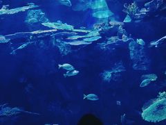 -暹罗海洋世界
