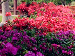 -中国科学院西双版纳热带植物园
