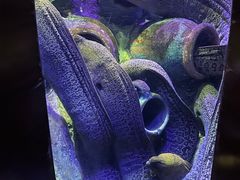 -太平洋海底世界