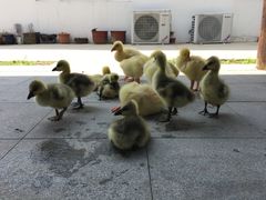 -呼吸森林·生态农庄农家乐私房菜