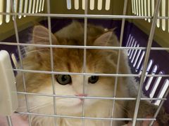 -安安宠医宠物医院·异宠·犬猫内科(岳阳分院)