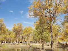 -金塔沙漠胡杨林景区