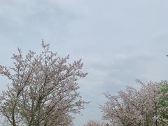 -长田漾湿地公园