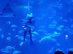 -烟台海昌鲸鲨海洋公园