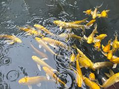 -觀芷隐轩·宋宴(河坊街店)