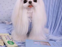 -萌宠之家·腊肠犬·马尔泰·小体犬舍