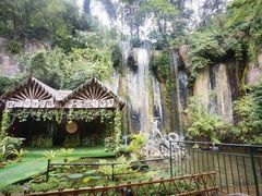 -西双版纳原始森林公园