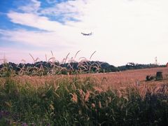 -空港花田景区
