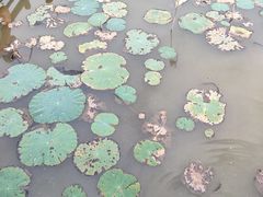-大湾区中央湿地公园