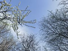 -桃花堤公园