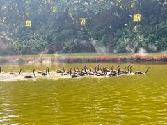 -广州长隆飞鸟乐园