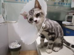 -西安京西宠物医院·瘫痪·疑难杂症