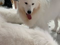 -毛绒耶耶撸宠馆·猫咖·狗咖·荷兰猪咖