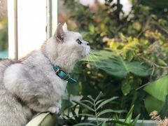 -猫小院猫主题咖啡厅(北锣店)