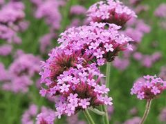 -洋湖国家湿地公园