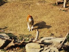 -上海野生动物园