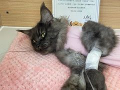 -达爱动物医院·犬猫分区·CT·复杂眼科(远洋山水分院)