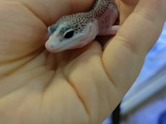 -酷以爬仙阁实体爬宠店·守宫·蜥蜴·专业繁育