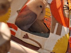 -雨林宠物医院 非犬猫异宠专科