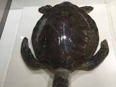 -青岛贝壳博物馆