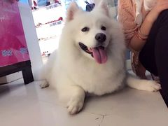-顺强宠物诊所·狂犬免疫·夜诊·骨科(嘉定店)