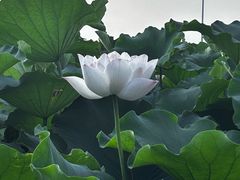 -嘉北郊野公园