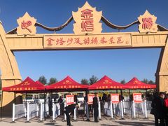 -金塔沙漠胡杨林景区