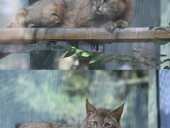 -青藏高原野生动物园