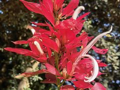 -福田红树林生态公园