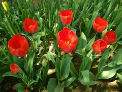 -洛阳郁金香牡丹园