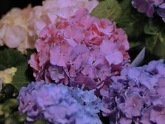 -循礼门鲜花花市(武汉循礼门店)