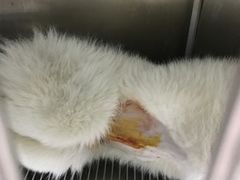 -暖阳宠物医院·犬猫康复中心·骨科