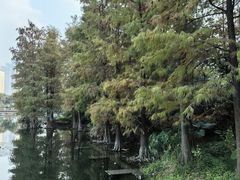 -荔枝公园(福田区)